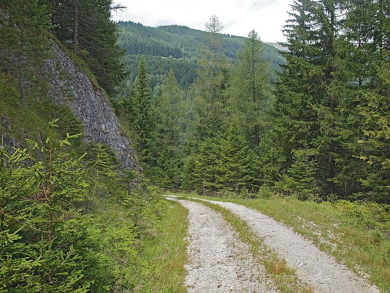 Forststraße in den Fischbacher Alpen