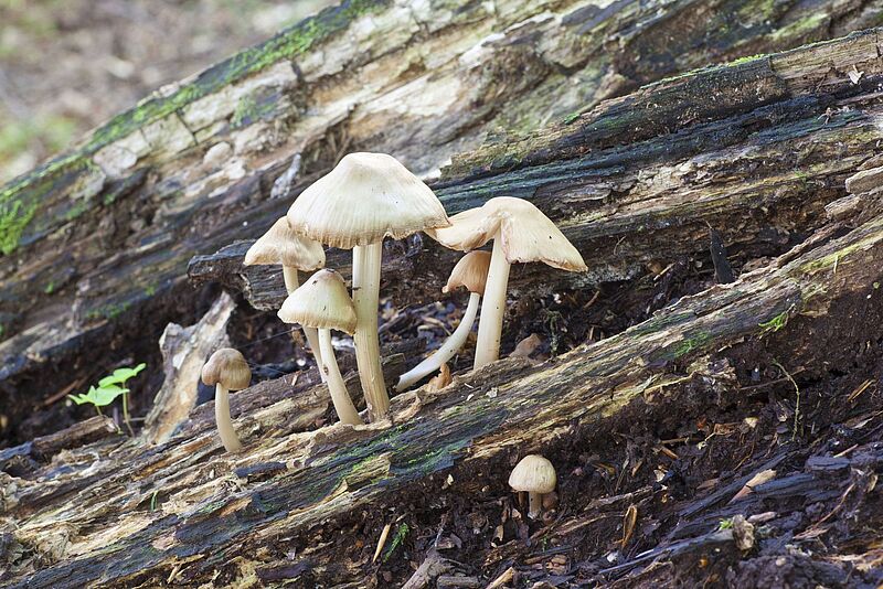 Baumpilze auf Totholz
