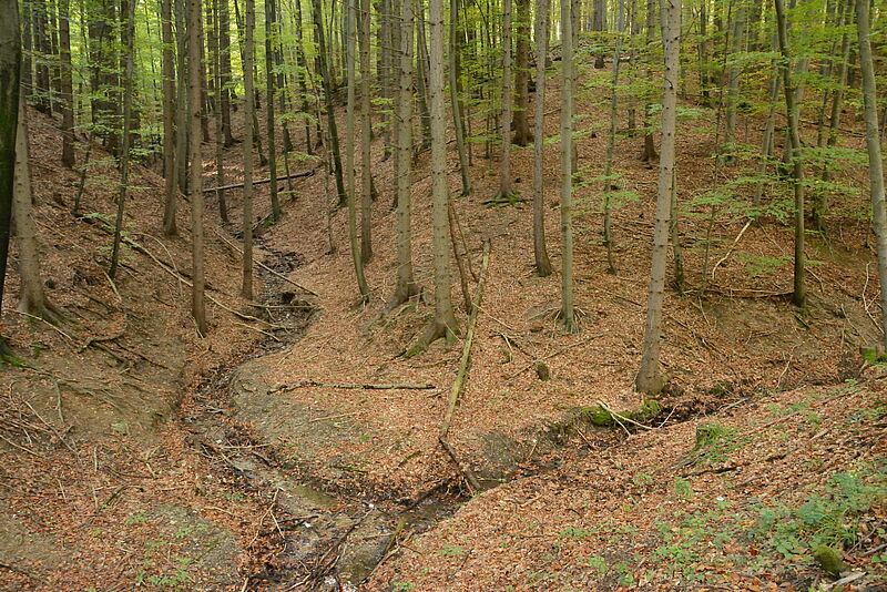 Zusammenfluss zweier kleiner Waldbäche. Foto: Gernot Waiss