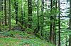 Laub- und Mischwälder sind optimale Lebensräume für den Baumschläfer. (c) ÖBf-Archiv/W. Simlinger Laub- und Mischwälder sind optimale Lebensräume für den Baumschläfer. (c) ÖBf-Archiv/W. Simlinger