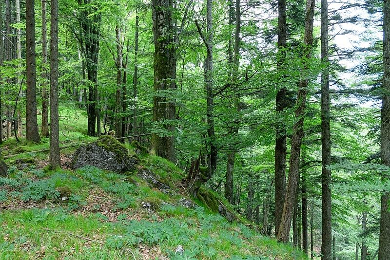 Laub- und Mischwälder sind optimale Lebensräume für den Baumschläfer. (c) ÖBf-Archiv/W. Simlinger Laub- und Mischwälder sind optimale Lebensräume für den Baumschläfer. (c) ÖBf-Archiv/W. Simlinger