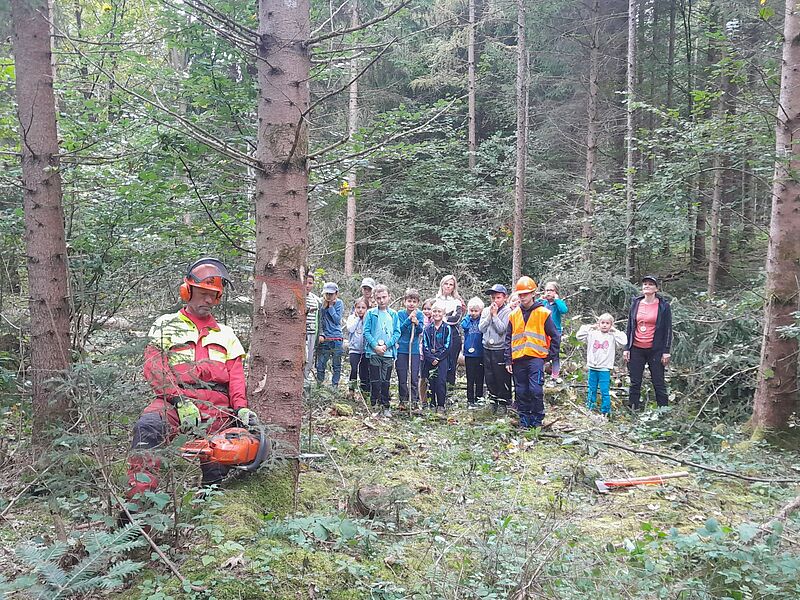 Baumfällung (c) oebf Baumfällung (c) oebf