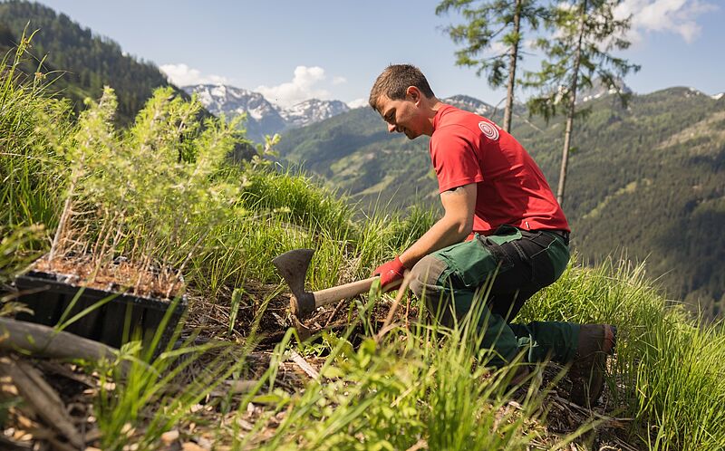 Forstfacharbeiter beim Einpflanzen einer jungen Lärche (c) ÖBf-Archiv/W. Lienbacher