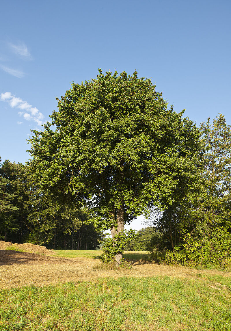 Bild des Baumes Wildbirne, freistehend auf einer Wiese, im Hintergrund Wald.