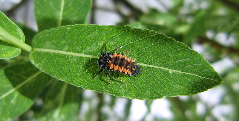 Stachelig wirkende Larve des Asiatischen Marienkäfers auf einem Blatt