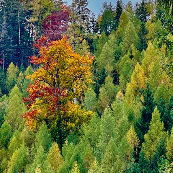 Praxisnahe Unterstützung zur Förderung der Biodiversität im Wald