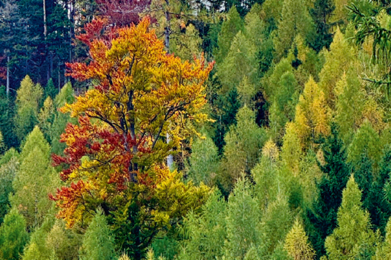 Praxisnahe Unterstützung zur Förderung der Biodiversität im Wald