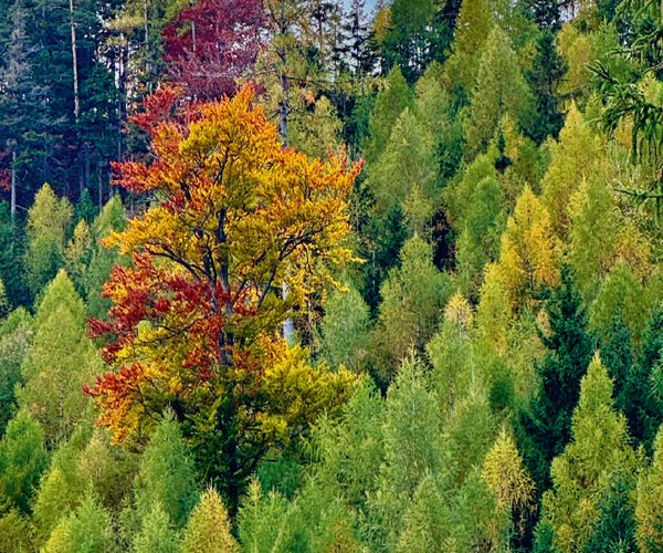 Praxisnahe Unterstützung zur Förderung der Biodiversität im Wald