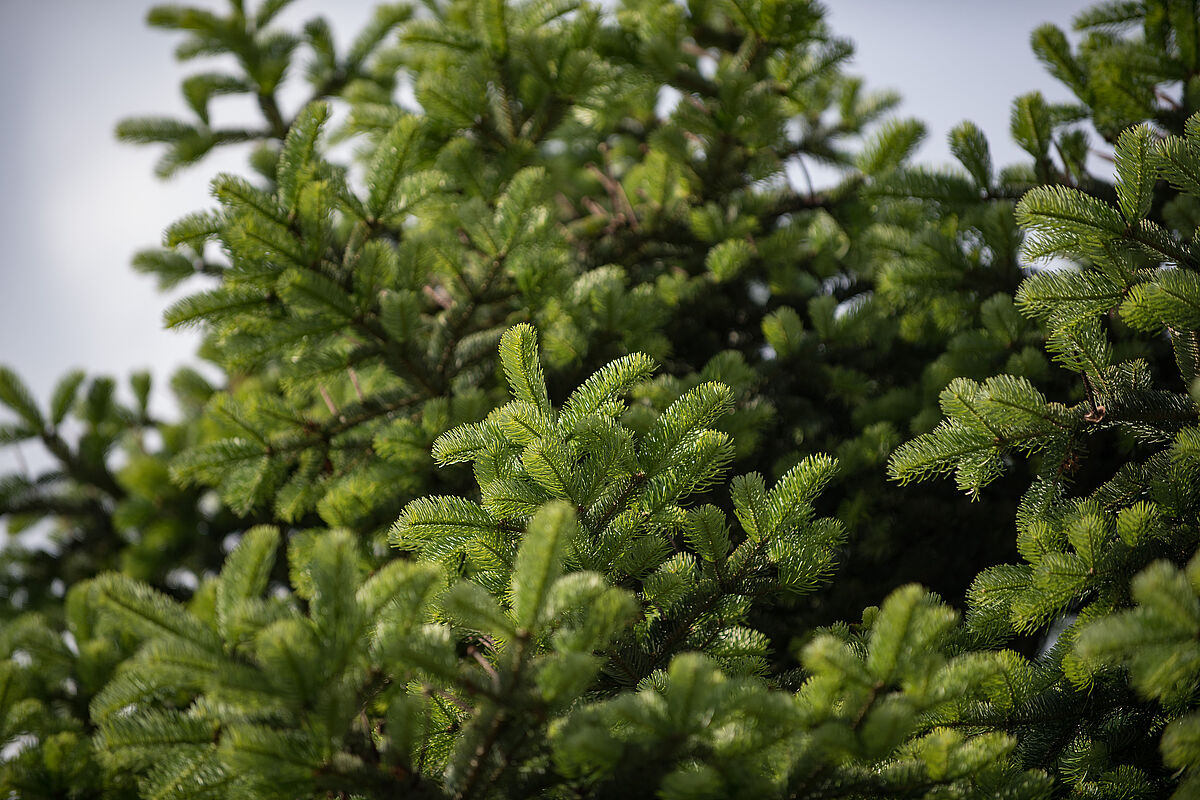 Weißtanne (c) ÖBf/F. Helmrich Weißtanne (c) ÖBf/F. Helmrich