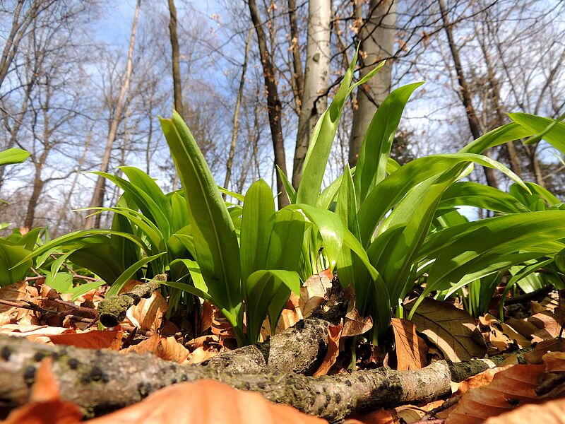 Bärlauch am Waldboden.
