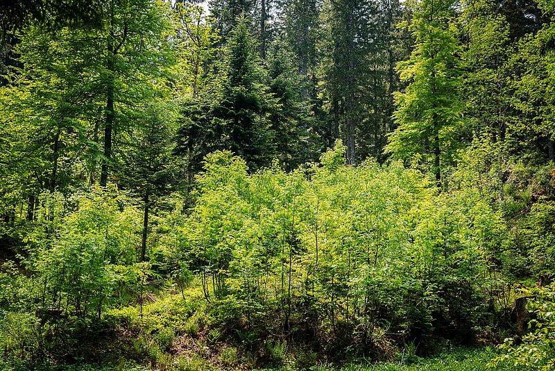 Ausseer Mischwald (c) ÖBf/Roast Media