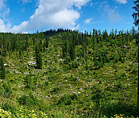 Koppen (Forstbetrieb Inneres Salzkammergut)