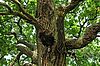 Biotopbäume als Hotspot der Biodiversität (c) Karin Enzenhofer
