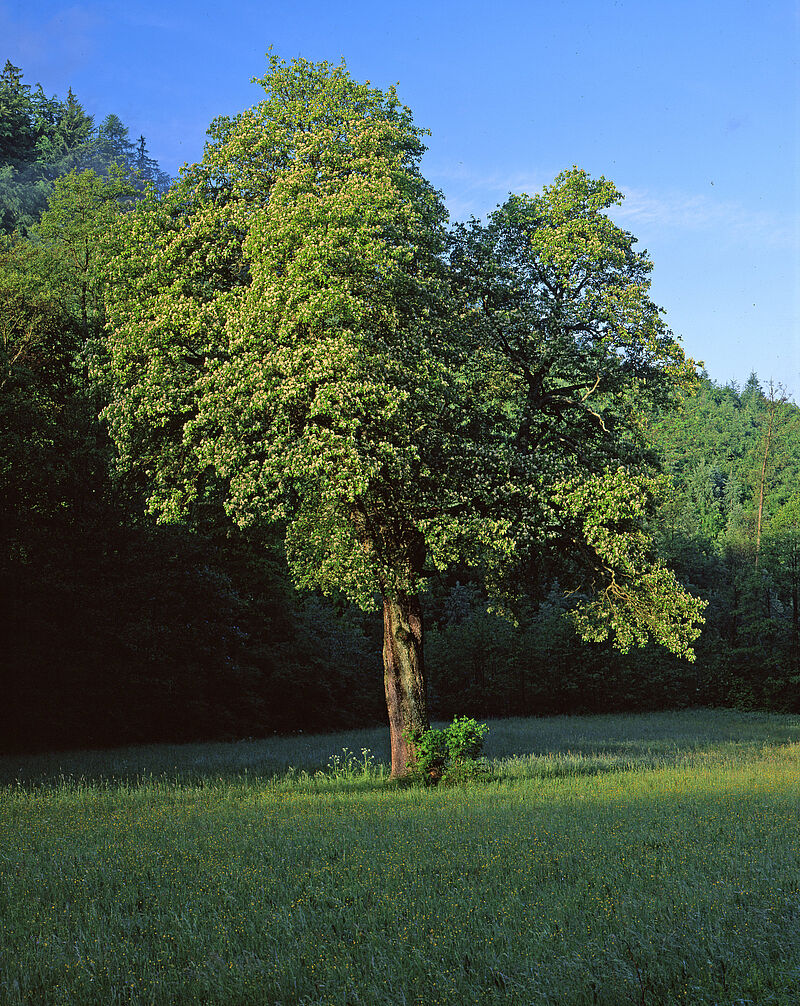 Man sieht den Baum Elsbeere freistehend auf einer Wiese, im Hintergrund Wald.