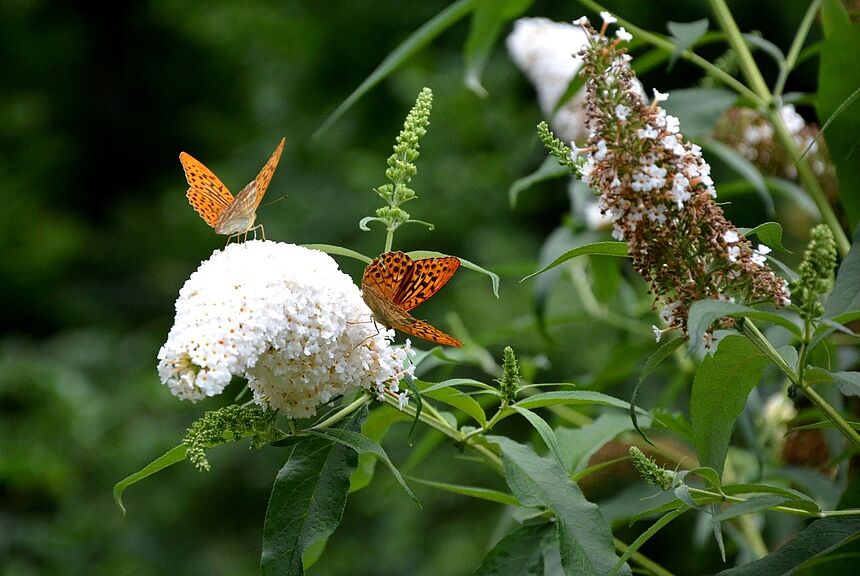 Gewöhnlicher Sommerflieder