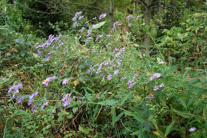 Neubelgien-_u_Lanzett-Herbaster