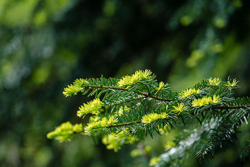 Frische Tannentriebe im Ausseer Mischwald (c) ÖBf/Roast Media