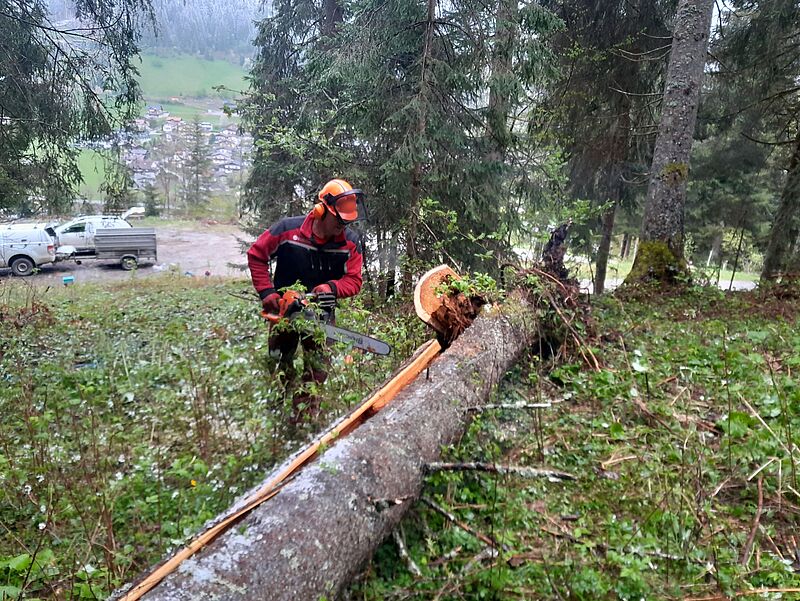 Aufarbeitung eines Windwurfbaumes (c) ÖBf/J. Schindlbacher