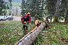 Aufarbeitung eines Windwurfbaumes (c) ÖBf/J. Schindlbacher