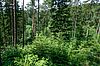 Wald der Zukunft - struktur- und artenreiche Mischwälder (c) ÖBf-Archiv/W. Simlinger
