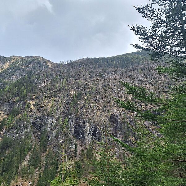 Kötschachtal: Wegsperren aufgrund von Holzarbeiten