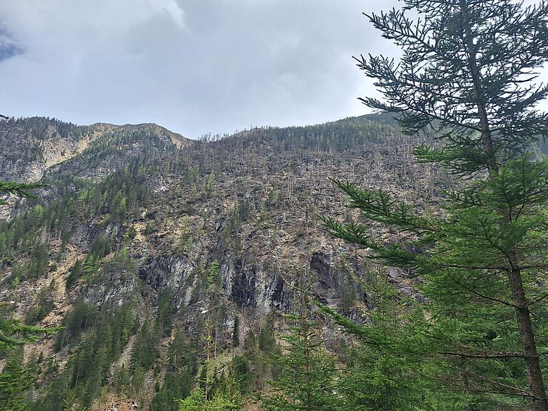 Windwurfflächen im Gasteiner Kötschachtal (c) ÖBf