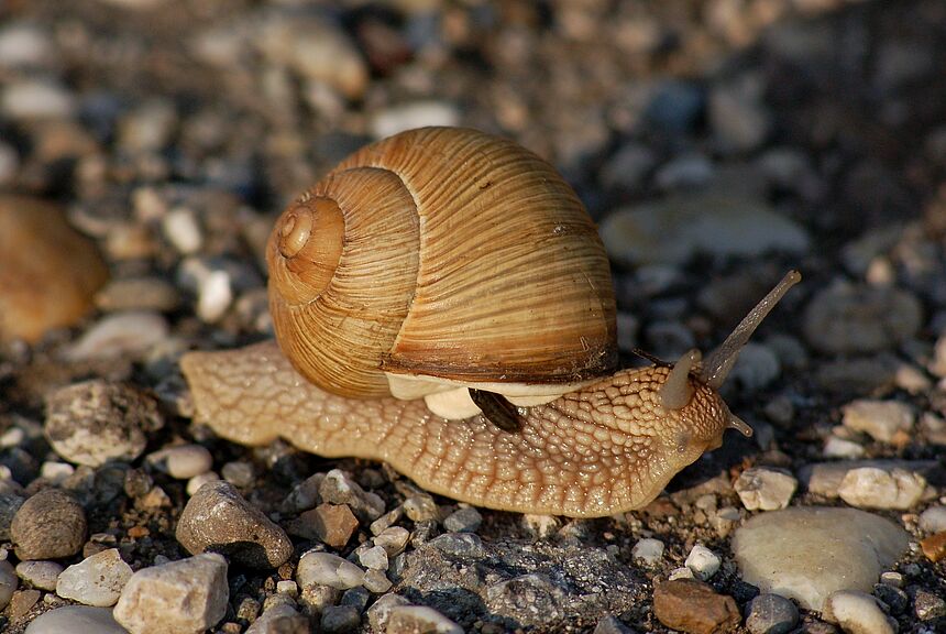 Weinbergschnecke auf steinigem Untergrund
