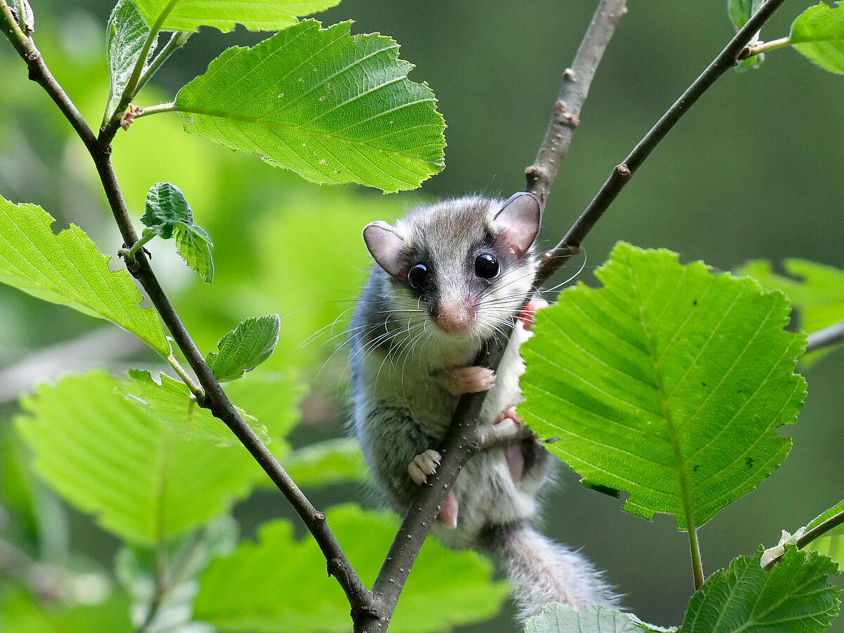Baumschläfer auf der Postalm (c) apodemus Baumschläfer auf der Postalm (c) apodemus