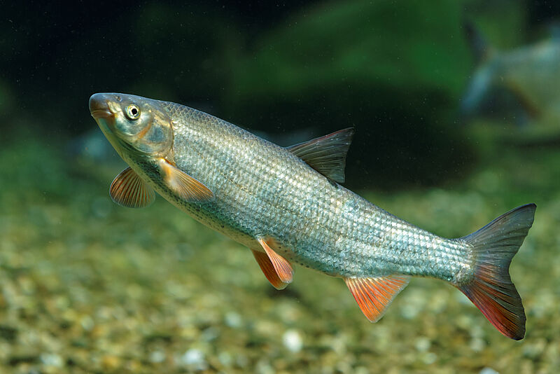 Ausgewachsene Nase (Chondrotoma nasus) (c) ÖBf-Archiv/C. Ratschan