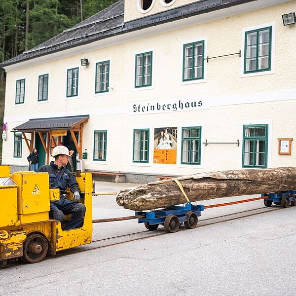 Neues Zuhause für 1.400-jährige Tanne aus dem Altausseer See