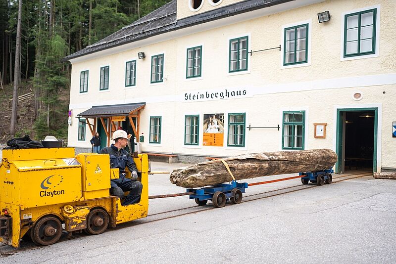Uralt-Tanne beim Transport in das Salzbergwerk in Altaussee (c) Thomas Sattler Uralt-Tanne beim Transport in das Salzbergwerk in Altaussee (c) Thomas Sattler