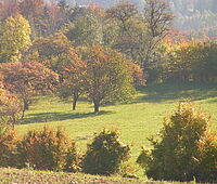 Forstbetrieb Wienerwald - Abschussvertrag Pelzergraben