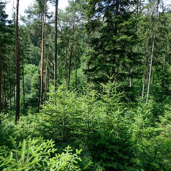 Karriere im #teamnature: Aufsteigerinnen und Aufsteiger bei den Bundesforsten