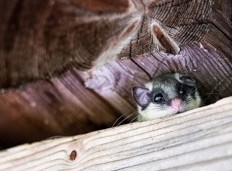 Schwer zu entdecken durch versteckte Lebensweise (c) Leander Khil
