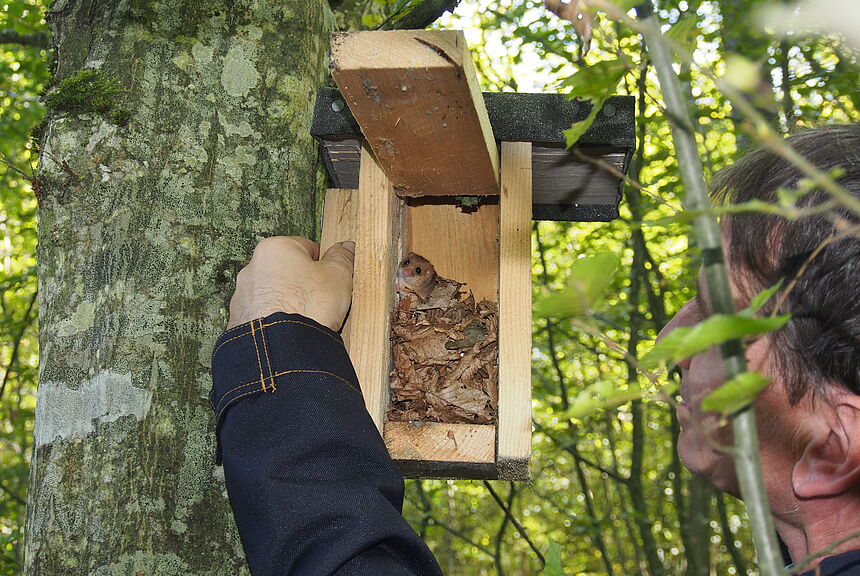 Nistkastenkontrolle (Foto: CR Birgit Rotter)