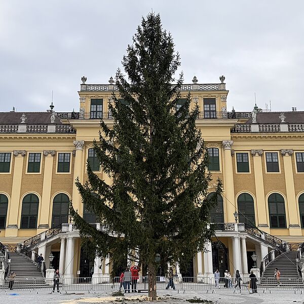 Vom Wienerwald in den Ehrenhof: Schönbrunns Weihnachtsbaum ist angekommen