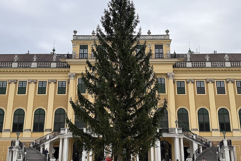 Vom Wienerwald in den Ehrenhof: Schönbrunns Weihnachtsbaum ist angekommen