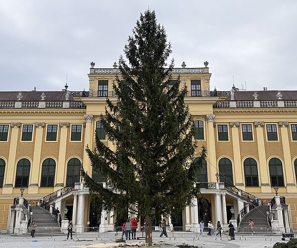 Vom Wienerwald in den Ehrenhof: Schönbrunns Weihnachtsbaum ist angekommen