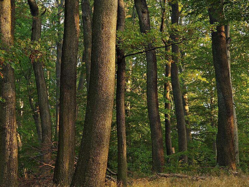 Blick in die Zukunft: Der Eichenanteil im Kobernaußerwald soll steigen (c)ÖBf/F. Kovacs