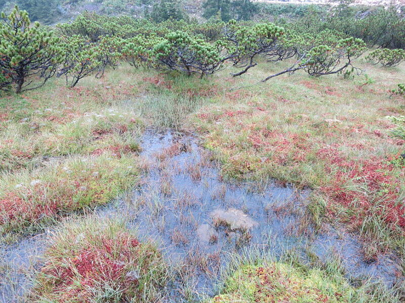 Ausschnitt einer Moorfläche, wo das Wasser sichtbar ist und die Torfmoose wachsen.