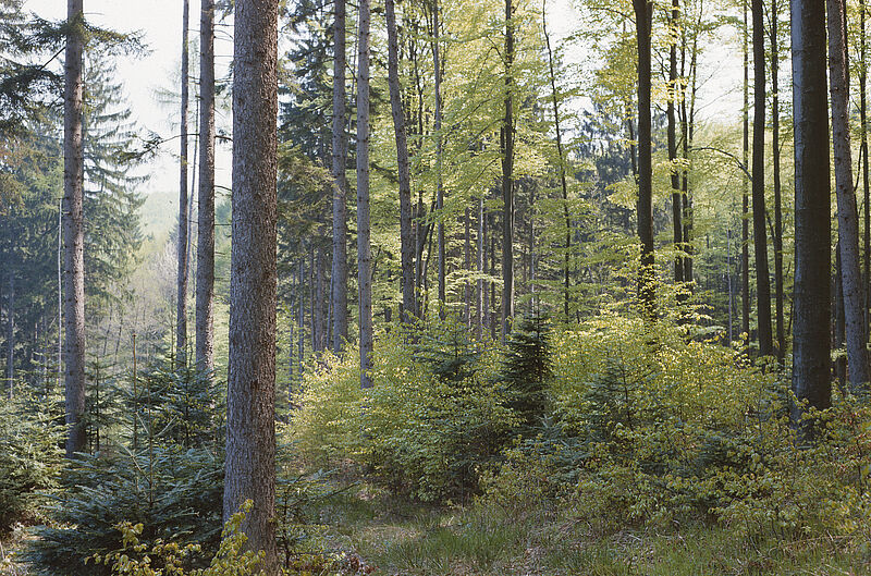 Naturverjüngung im Mischwald, junge und alte Bäume.