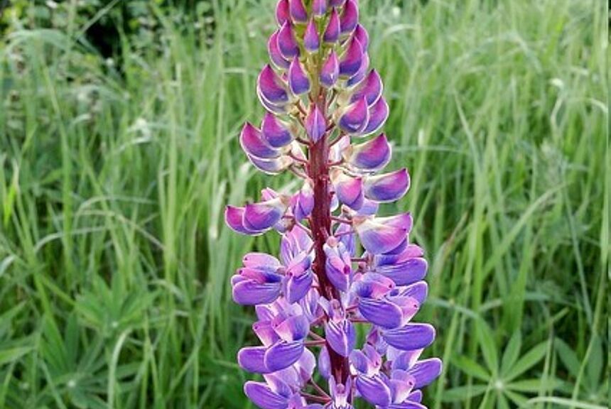 Stauden-Lupine