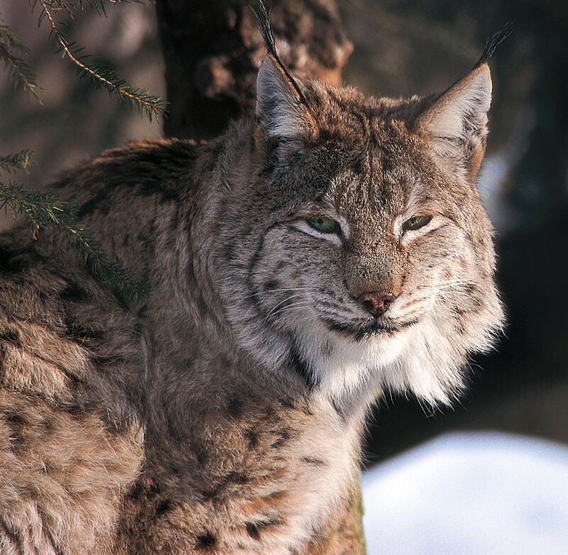 Luchs (c) ÖBf-Archiv/W. Simlinger Luchs (c) ÖBf-Archiv/W. Simlinger