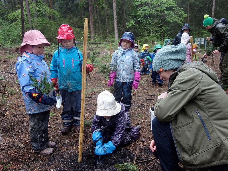 Kinder beim Pflanzen der Tannen mit Försterin Steffi Zimmermann (re.) © ÖBf