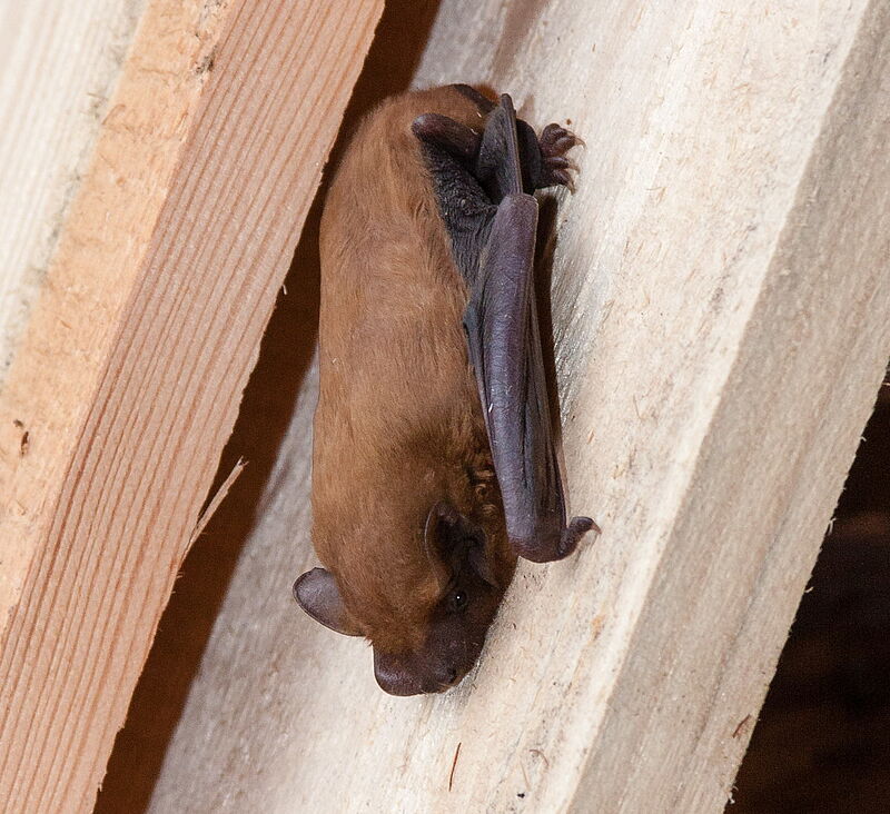 Fledermaus