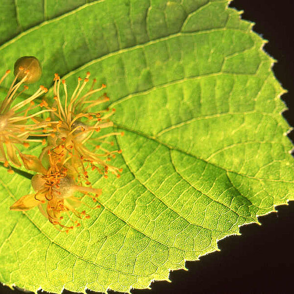 Gesundheitstipps aus dem Wald: Natürliche Medizin für die Grippezeit
