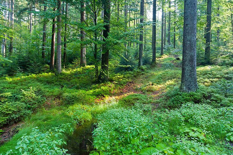 Mischwald im Kobernaußer Wald (OÖ) (c) ÖBf-Archiv/W. Simlinger Mischwald im Kobernaußer Wald (OÖ) (c) ÖBf-Archiv/W. Simlinger
