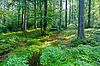 Mischwald im Kobernaußer Wald (OÖ) (c) ÖBf-Archiv/W. Simlinger Mischwald im Kobernaußer Wald (OÖ) (c) ÖBf-Archiv/W. Simlinger