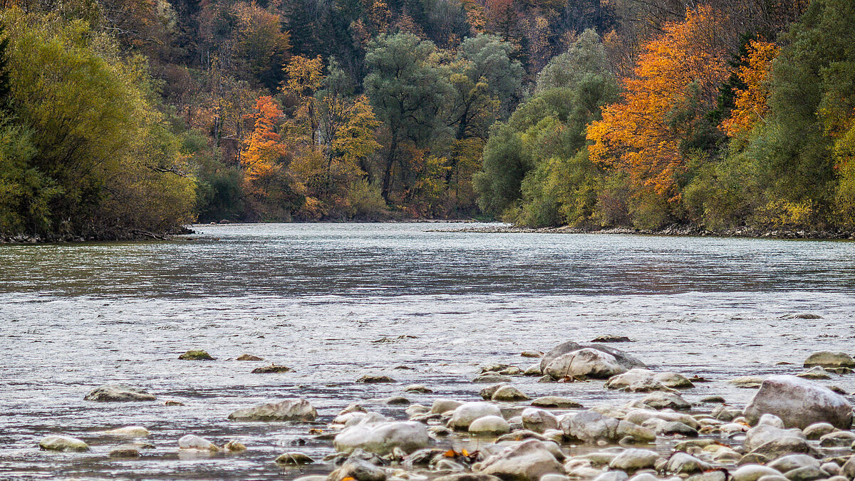Ischler Traun © Norbert Novak