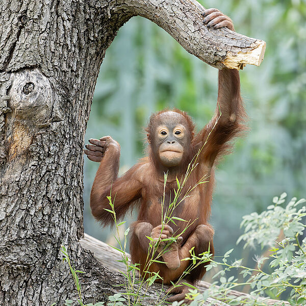 Welt-Orang-Utan-Tag: Kletterkünstler hoch über dem Boden Welt-Orang-Utan-Tag: Kletterkünstler hoch über dem Boden